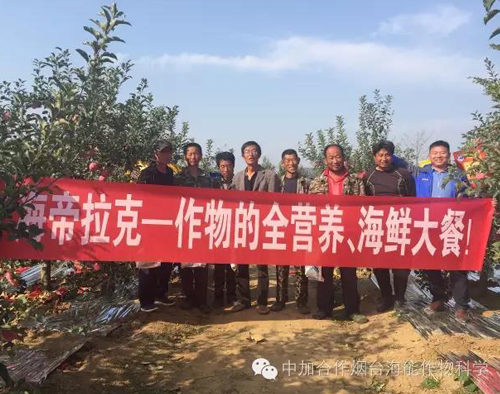 苹果树12月管理技术要点！抓紧时间看