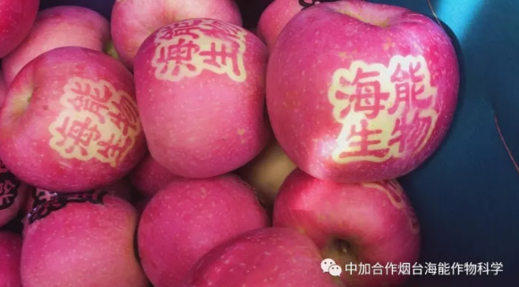 用实力证明一切-----众多种植户都在说这样的一句话 用实力证明一切-----众多种植户都在说这样的一句话