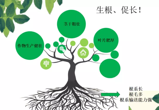 海帝拉克海藻碳的神奇功效！