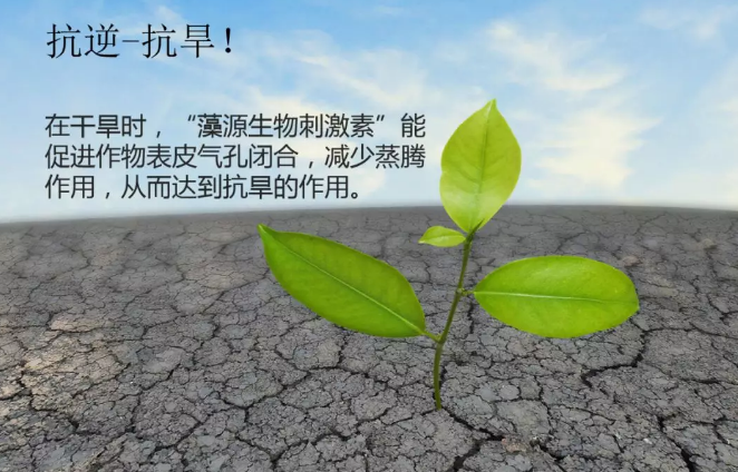 海帝拉克海藻碳的神奇功效！