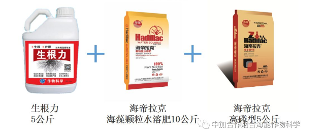 小优视频APP官网入口生物高品质葡萄全程“傻瓜式”施肥方案 小优视频APP官网入口生物高品质葡萄全程“傻瓜式”施肥方案