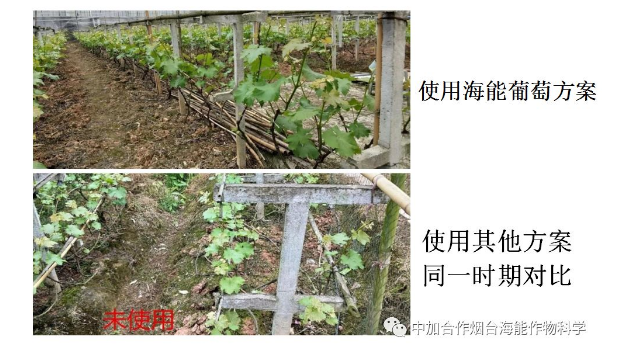 小优视频APP官网入口生物高品质葡萄全程“傻瓜式”施肥方案 小优视频APP官网入口生物高品质葡萄全程“傻瓜式”施肥方案