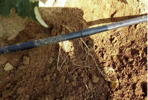 小优视频APP官网入口生物高品质葡萄全程“傻瓜式”施肥方案 小优视频APP官网入口生物高品质葡萄全程“傻瓜式”施肥方案