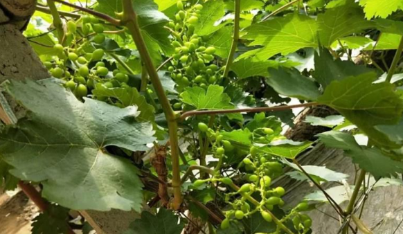 小优视频APP官网入口生物高品质葡萄全程“傻瓜式”施肥方案 小优视频APP官网入口生物高品质葡萄全程“傻瓜式”施肥方案