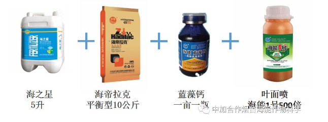 小优视频APP官网入口生物高品质葡萄全程“傻瓜式”施肥方案 小优视频APP官网入口生物高品质葡萄全程“傻瓜式”施肥方案