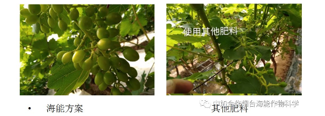 小优视频APP官网入口生物高品质葡萄全程“傻瓜式”施肥方案 小优视频APP官网入口生物高品质葡萄全程“傻瓜式”施肥方案