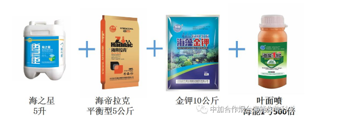 小优视频APP官网入口生物高品质葡萄全程“傻瓜式”施肥方案 小优视频APP官网入口生物高品质葡萄全程“傻瓜式”施肥方案