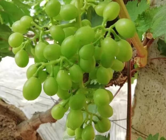 小优视频APP官网入口生物高品质葡萄全程“傻瓜式”施肥方案 小优视频APP官网入口生物高品质葡萄全程“傻瓜式”施肥方案