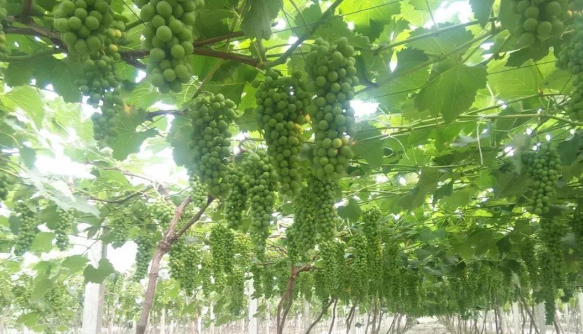 小优视频APP官网入口生物高品质葡萄全程“傻瓜式”施肥方案 小优视频APP官网入口生物高品质葡萄全程“傻瓜式”施肥方案