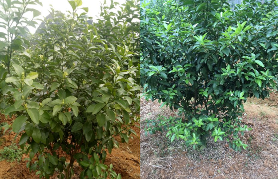 广西省柳州市柳江区洛满镇覃老板柑橘基地 广西省柳州市柳江区洛满镇覃老板柑橘基地