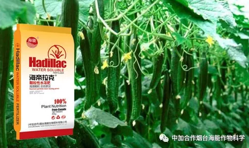 小优视频APP官网入口生物黄瓜全程施肥技术 小优视频APP官网入口生物黄瓜全程施肥技术