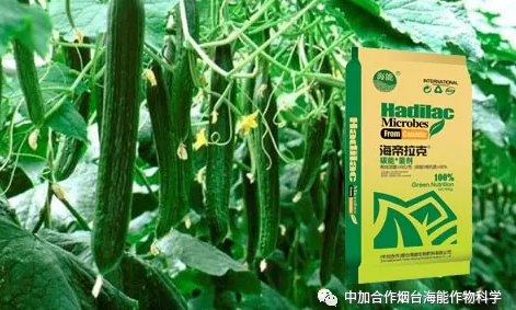 小优视频APP官网入口生物黄瓜全程施肥技术 小优视频APP官网入口生物黄瓜全程施肥技术