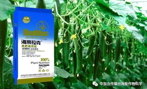 小优视频APP官网入口生物黄瓜全程施肥技术 小优视频APP官网入口生物黄瓜全程施肥技术