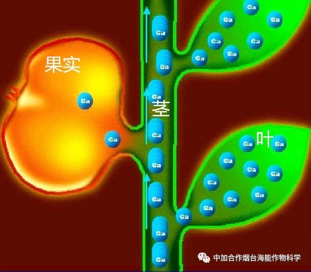 新款钙肥研发成功啦！